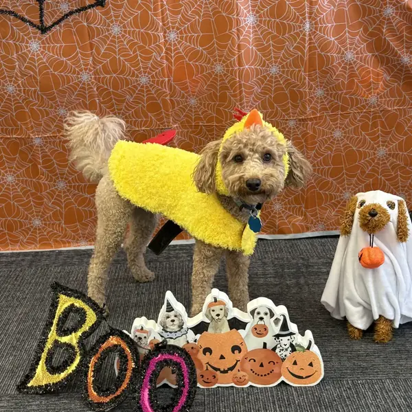 Happy overnight boarder at K9 Rox Club